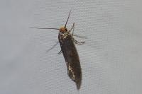 Cephimallota crassiflavella