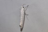 Yponomeuta evonymella
