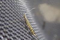Coleophora limoniella
