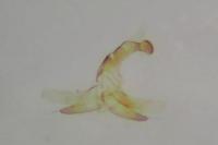 Coleophora limoniella