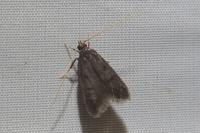 Eurodachtha siculella