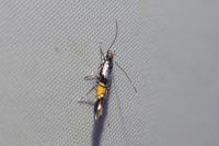 Cosmopterix orichalcea