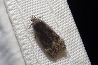 Anacampsis populella