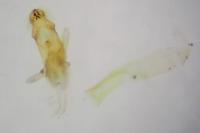 Anacampsis populella