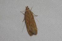 Helcystogramma lutatella
