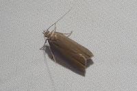 Acompsia cinerella