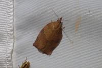 Pandemis heparana