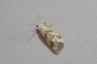 Aethes bilbaensis