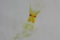 Aethes bilbaensis