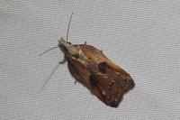 Acleris cristana
