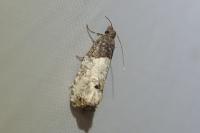Notocelia roborana