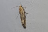 Eucosma cana
