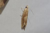 Eucosma conterminana
