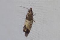 Spilonota ocellana