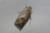 Cydia splendana