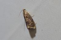 Grapholita janthinana