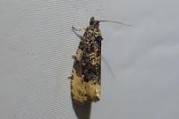Hedya ochroleucana
