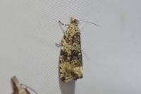 Celypha lacunana