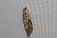 Lobesia botrana