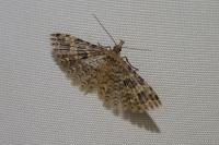 Alucita hexadactyla