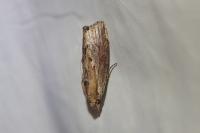 Galleria mellonella