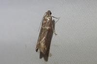 Cryptoblabes bistriga