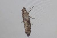 Phycita roborella