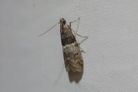 Elegia atrifasciella