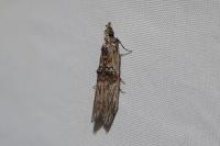Nephopterix angustella