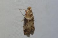 Acrobasis tumidana
