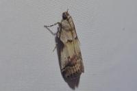 Acrobasis fallouella