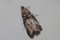 Acrobasis advenella