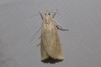 Calamotropha paludella