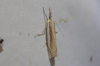 Crambus pascuella