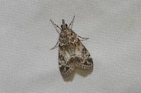 Eudonia mercurella