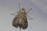 Parapoynx stratiotata