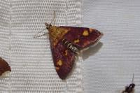Pyrausta aurata