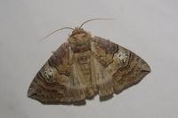 Tethea ocularis