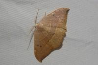 Watsonalla uncinula