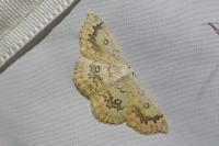 Cyclophora annularia