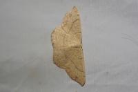 Cyclophora ruficiliaria