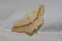 Scopula imitaria