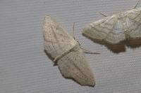 Scopula emutaria