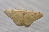 Idaea rubraria
