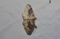 Xanthorhoe ferrugata