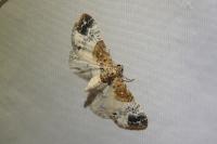 Eupithecia breviculata