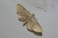 Eupithecia simpliciata