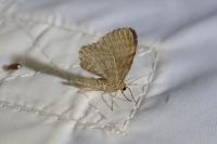 Euchoeca nebulata