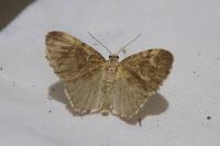 Euchoeca nebulata