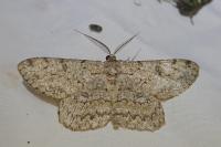 Hypomecis punctinalis